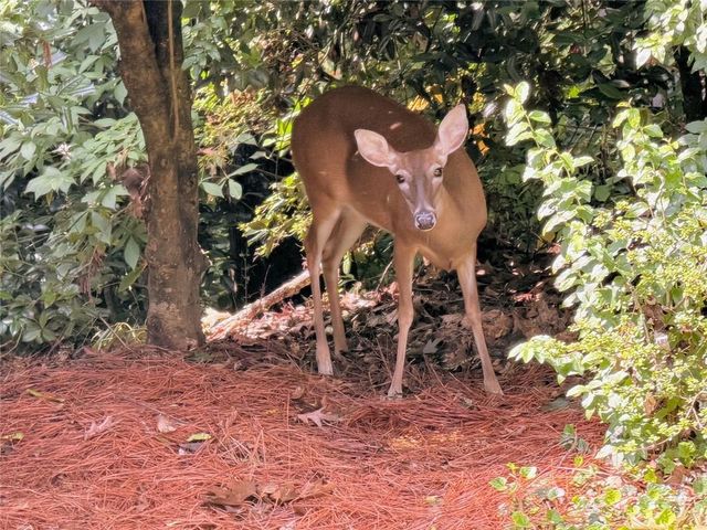 320 Fauna Court, Sandy Springs, GA 30350