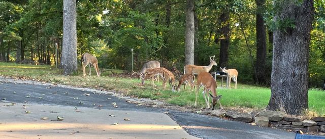 69 Horseshoe Drive, Joplin, MO 64804