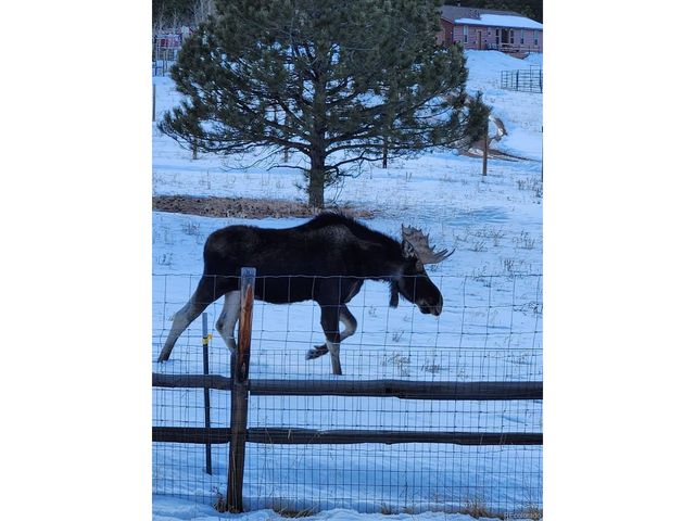 499 Clark Rd, Bailey, CO 80421