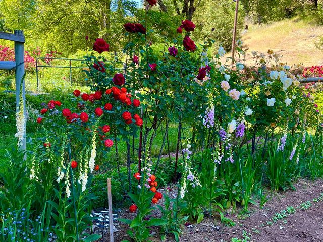 409 Live Oak Rd, Colfax, CA 95713