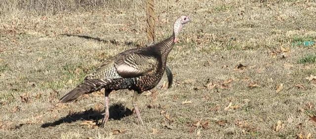 349 County Road 8491, Green Forest, AR 72638