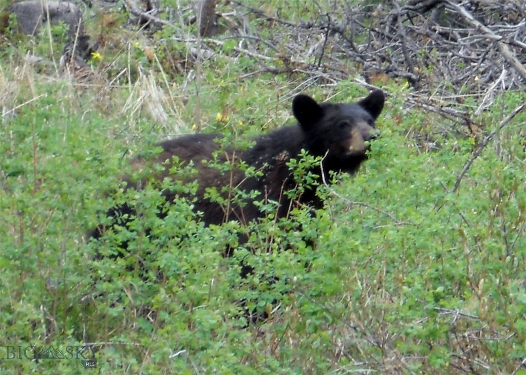 770 Mountain Moose Road, Bozeman, MT 59715 photo 9