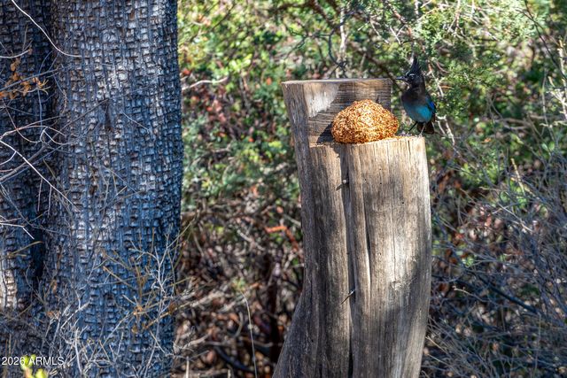 52162 E BLACK JACK Road, Miami, AZ 85539