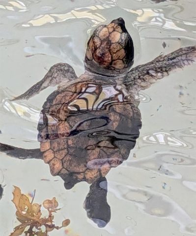 2615 N Garden Drive 109, Lake Worth, FL 33461