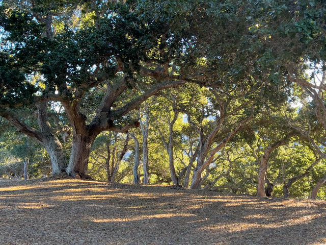 70 Chamisal, Carmel Valley, CA 93923