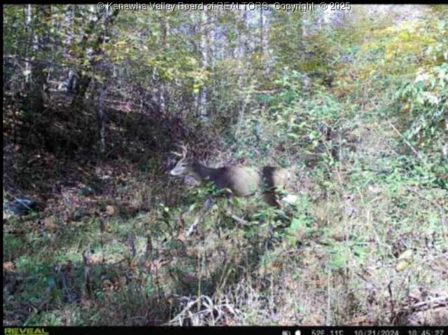 225 Laxton Hollow Road, Maysel, WV 25133