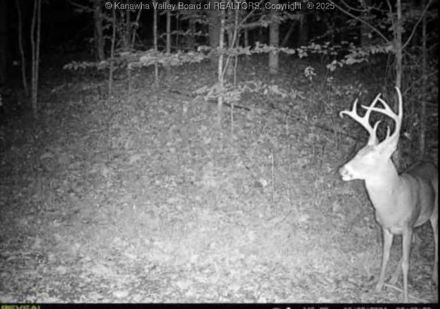 225 Laxton Hollow Road, Maysel, WV 25133