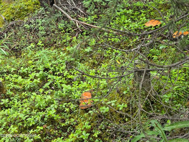 34350 Browns Lake Road, Soldotna, AK 99669