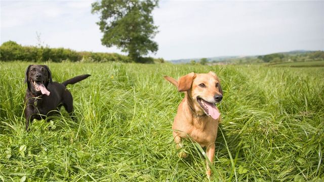 6641 Garhole View Lane, Bryan, TX 77808