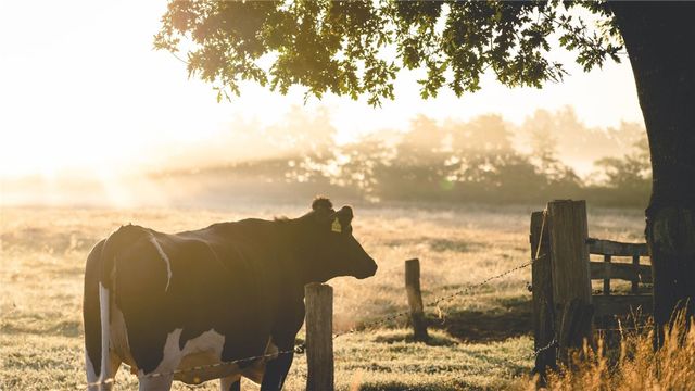 6641 Garhole View Lane, Bryan, TX 77808