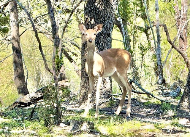 204 N Aqua Vista Dr, Kerrville, TX 78028