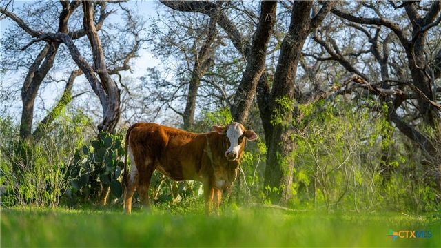 TBD County Road 404, Floresville, TX 78114