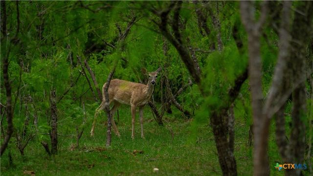 TBD County Road 404, Floresville, TX 78114