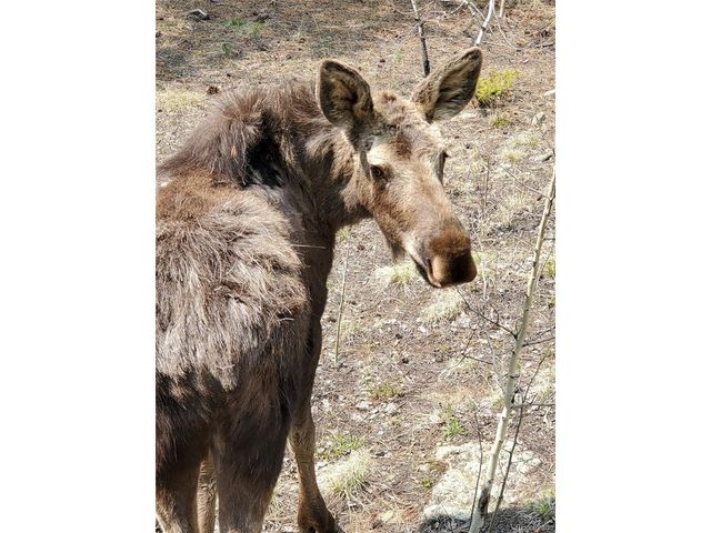 179 Spruce Way, Black Hawk, CO 80422