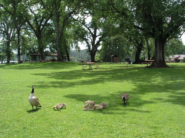 19784 Echo Blue Dr, Penn Valley, CA 95946