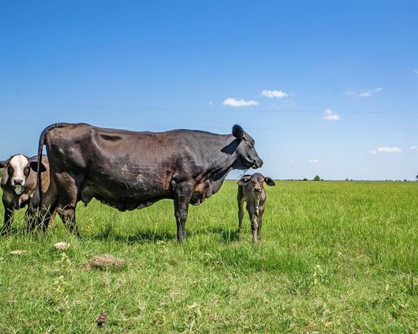 0 County Road 289, East Bernard, TX 77435