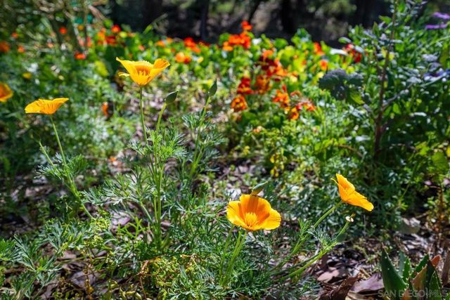 1282 Olive Ave, Fallbrook, CA 92028