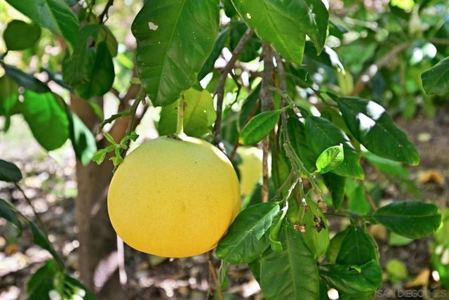 1282 Olive Ave, Fallbrook, CA 92028