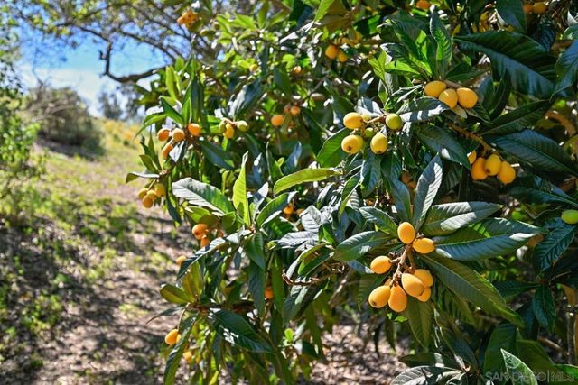 1282 Olive Ave, Fallbrook, CA 92028