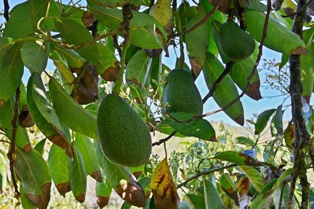 1282 Olive Ave, Fallbrook, CA 92028