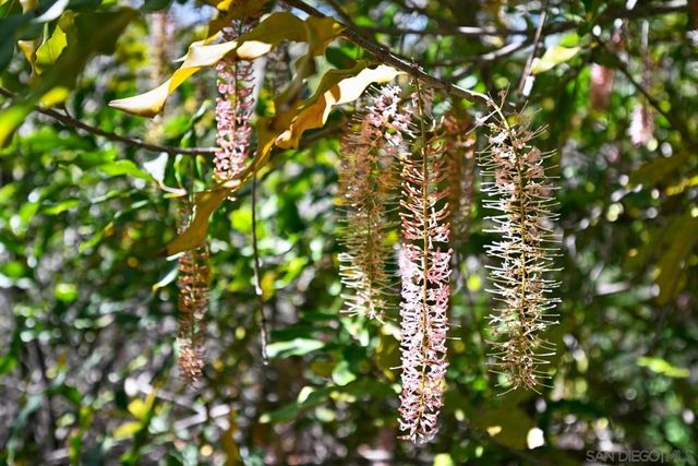 1282 Olive Ave, Fallbrook, CA 92028