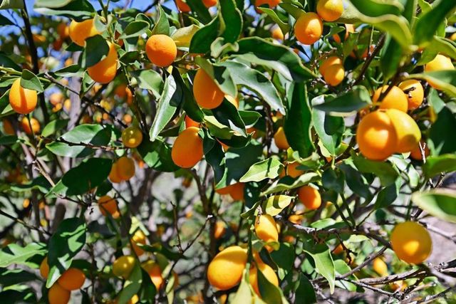 1282 Olive Ave, Fallbrook, CA 92028