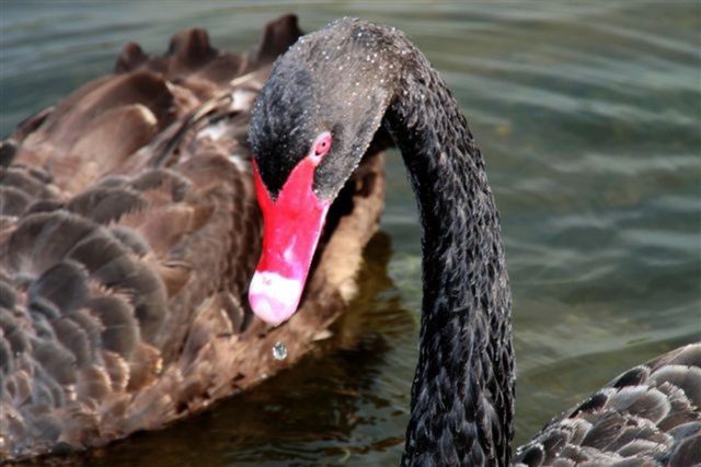 215 Baslow Ct Apt 1C, Myrtle Beach, SC 29572