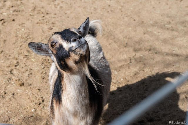 4695 Parfet Street, Wheat Ridge, CO 80033