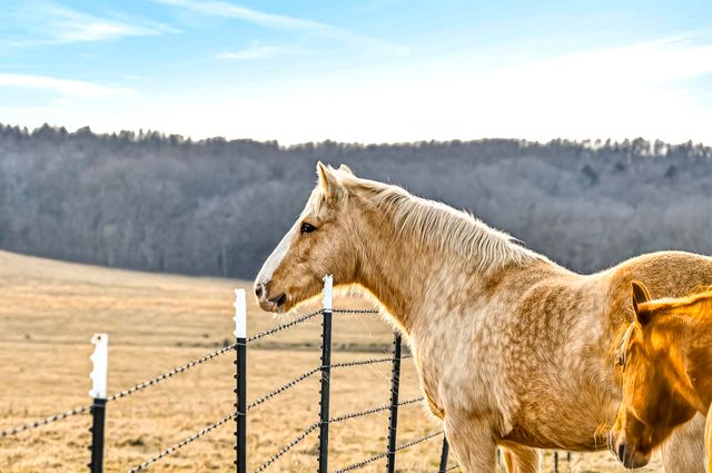 5585 Highway Ab, Fair Grove, MO 65648