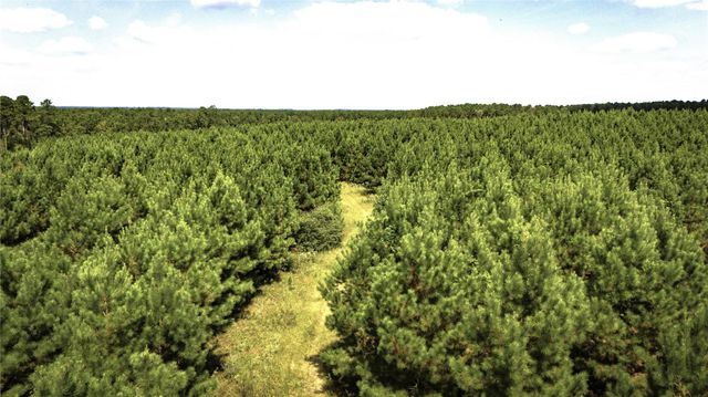 TBD Stutts Hill Road, Livingston, TX 77351