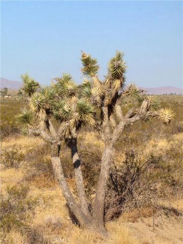 1 Muscatel, Phelan, CA 92371