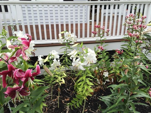 25 Fairhaven Rd, Concord, MA 01742