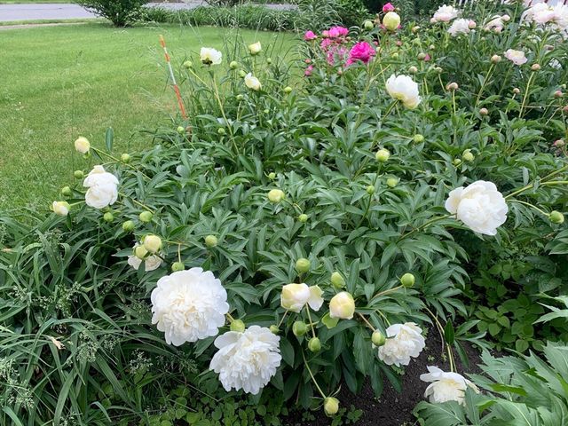 25 Fairhaven Rd, Concord, MA 01742