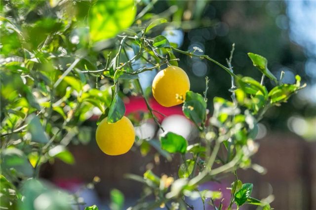 18018 E Armstead, Azusa, CA 91702