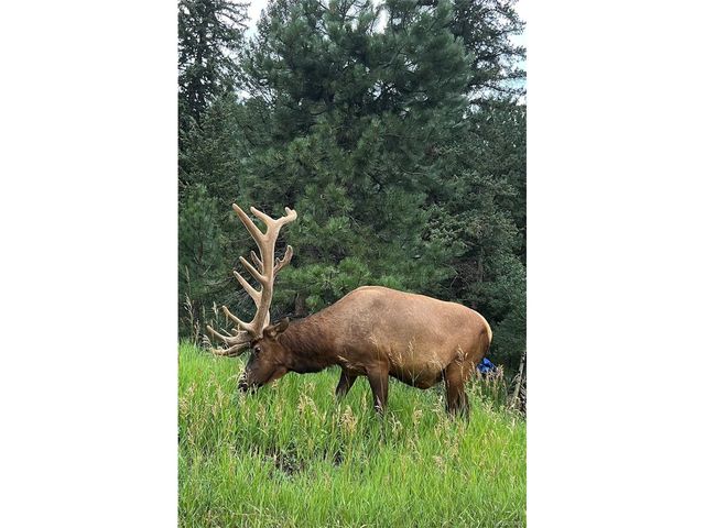 5312 Adahi Rd, Indian Hills, CO 80454