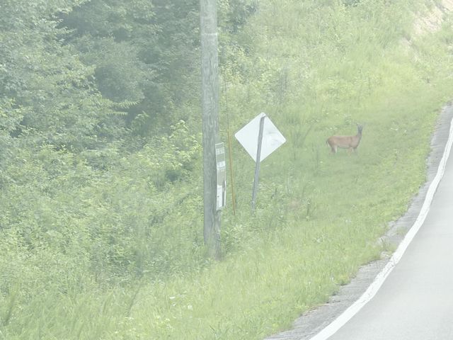 0 Andy Thomas Road, Sale Creek, TN 37373