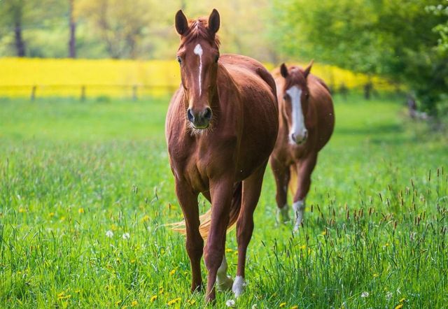 30100 Los Alamos, Murrieta, CA 92563