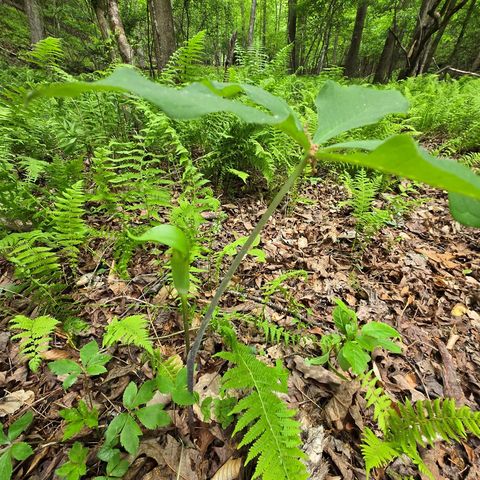 3.5acre Dusty Trail, Morganton, GA 30560