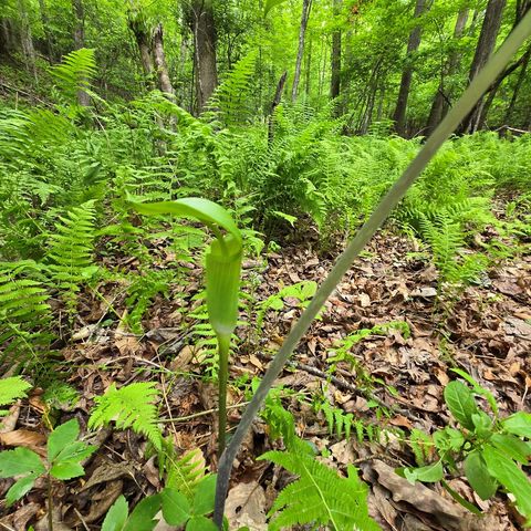 3.5acre Dusty Trail, Morganton, GA 30560