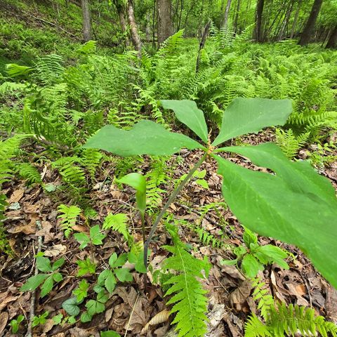 3.5acre Dusty Trail, Morganton, GA 30560