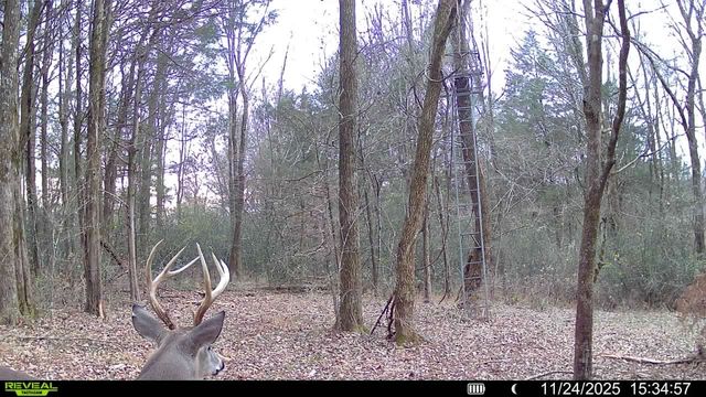 499 Tallent Rd, Pulaski, TN 38478