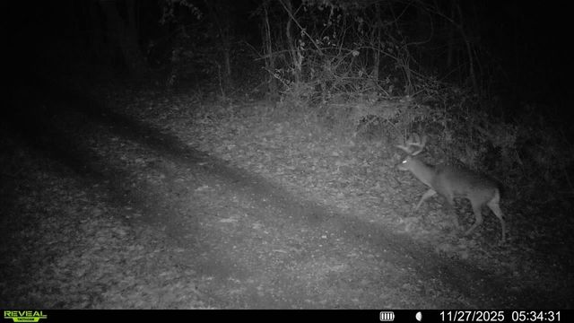 499 Tallent Rd, Pulaski, TN 38478