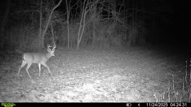 499 Tallent Rd, Pulaski, TN 38478