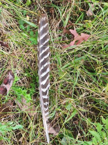 4869 E Free Soil Road, Free Soil, MI 49411