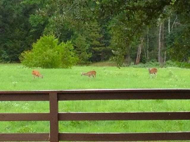 195 CR 1772, Jefferson, TX 75657