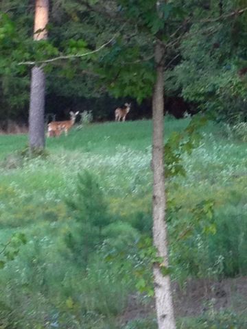 195 CR 1772, Jefferson, TX 75657