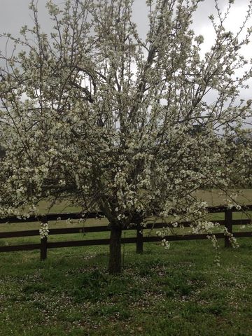 195 CR 1772, Jefferson, TX 75657