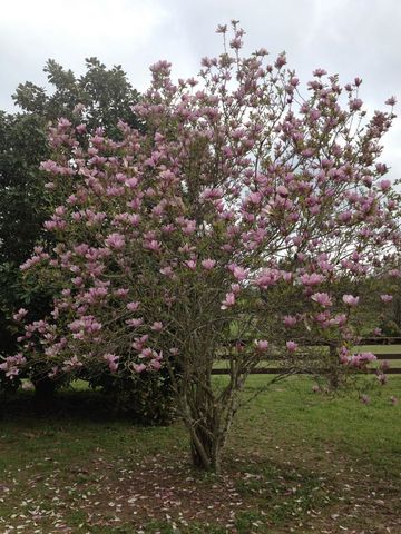 195 CR 1772, Jefferson, TX 75657