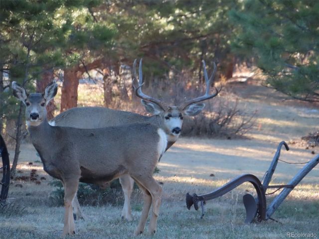 915 N Bluff Dr, Franktown, CO 80116