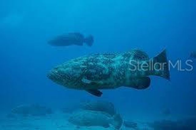 16 PARADISE LANE 101, St Petersburg, FL 33706